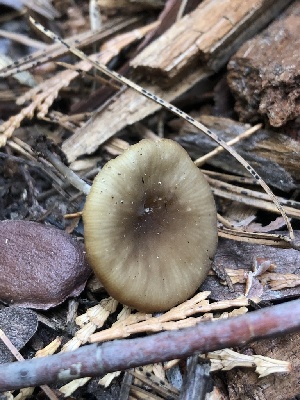  ( - HAY-F-006976)  @11 [ ] by-nc (2023) Dean Lyons Fungal Diversity Survey