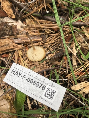  ( - HAY-F-006976)  @11 [ ] by-nc (2023) Dean Lyons Fungal Diversity Survey