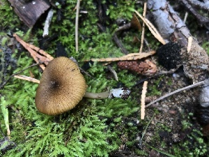  (Entoloma sp. CA35 - HAY-F-007053)  @11 [ ] by-nc (2023) Dean Lyons Fungal Diversity Survey