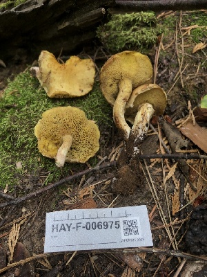  ( - HAY-F-006975)  @11 [ ] by-nc (2023) Dean Lyons Fungal Diversity Survey