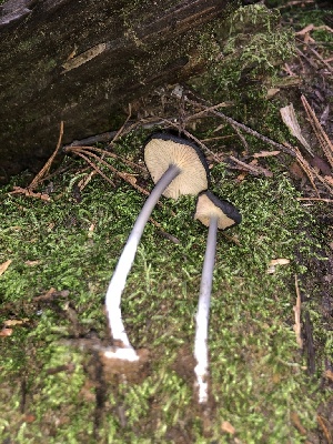  ( - HAY-F-006977)  @11 [ ] by-nc (2023) Dean Lyons Fungal Diversity Survey