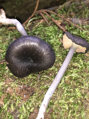 ( - HAY-F-006977)  @11 [ ] by-nc (2023) Dean Lyons Fungal Diversity Survey