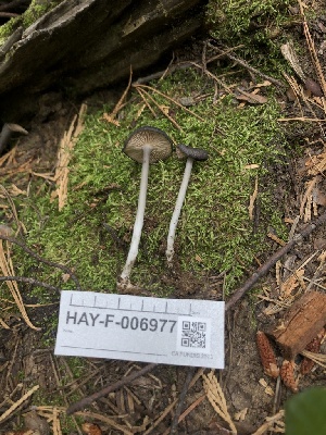  ( - HAY-F-006977)  @11 [ ] by-nc (2023) Dean Lyons Fungal Diversity Survey