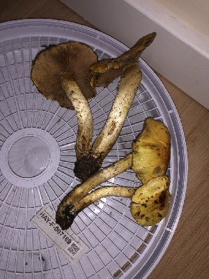  ( - HAY-F-007169)  @11 [ ] by-nc (2023) Dean Lyons Fungal Diversity Survey