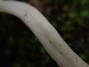  ( - HAY-F-004777)  @11 [ ] by-nc (2023) Dean Lyons Fungal Diversity Survey