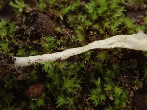  ( - HAY-F-004777)  @11 [ ] by-nc (2023) Dean Lyons Fungal Diversity Survey