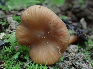  ( - HAY-F-004788)  @11 [ ] by-nc (2023) Dean Lyons Fungal Diversity Survey