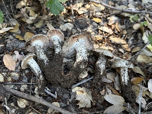  (Entoloma sp. src742 - HAY-F-005682)  @11 [ ] c (2023) Rudy Diaz Fungal Diversity Survey