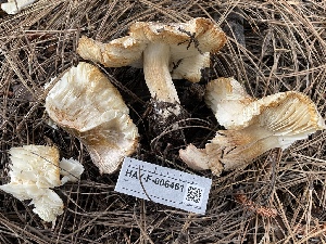  ( - HAY-F-006461)  @11 [ ] by-nc (2023) Damon Tighe Fungal Diversity Survey