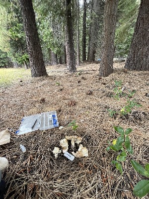  ( - HAY-F-006461)  @11 [ ] by-nc (2023) Damon Tighe Fungal Diversity Survey