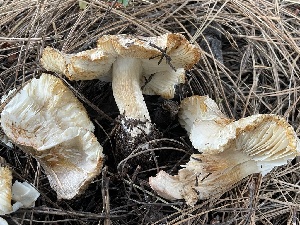  ( - HAY-F-006461)  @11 [ ] by-nc (2023) Damon Tighe Fungal Diversity Survey