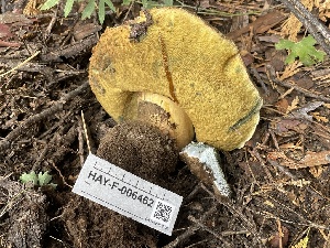  ( - HAY-F-006462)  @11 [ ] by-nc (2023) Damon Tighe Fungal Diversity Survey