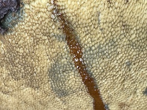  ( - HAY-F-006462)  @11 [ ] by-nc (2023) Damon Tighe Fungal Diversity Survey