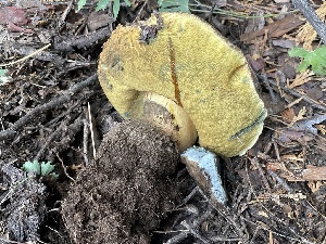  ( - HAY-F-006462)  @11 [ ] by-nc (2023) Damon Tighe Fungal Diversity Survey