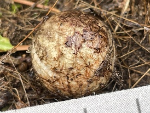  ( - HAY-F-006465)  @11 [ ] by-nc (2023) Damon Tighe Fungal Diversity Survey