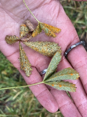  ( - HAY-F-006468)  @11 [ ] by-nc (2023) Damon Tighe Fungal Diversity Survey