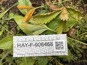  ( - HAY-F-006468)  @11 [ ] by-nc (2023) Damon Tighe Fungal Diversity Survey