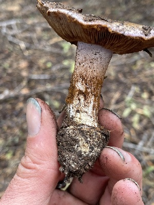  ( - HAY-F-006471)  @11 [ ] by-nc (2023) Damon Tighe Fungal Diversity Survey