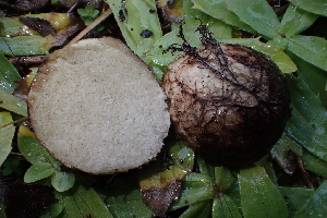  ( - HAY-F-006465)  @11 [ ] by-nc (2023) Damon Tighe Fungal Diversity Survey