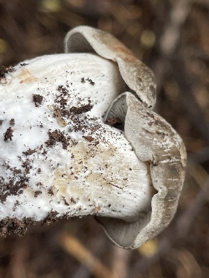  ( - HAY-F-006478)  @11 [ ] by-nc (2023) Damon Tighe Fungal Diversity Survey