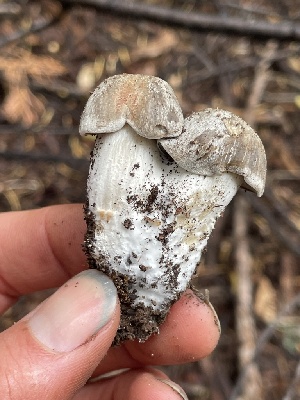  ( - HAY-F-006478)  @11 [ ] by-nc (2023) Damon Tighe Fungal Diversity Survey