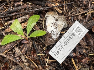  (Entoloma sp. CA60 - HAY-F-006478)  @11 [ ] by-nc (2023) Damon Tighe Fungal Diversity Survey