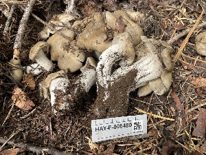 ( - HAY-F-006480)  @11 [ ] by-nc (2023) Damon Tighe Fungal Diversity Survey
