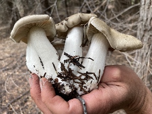 ( - HAY-F-006480)  @11 [ ] by-nc (2023) Damon Tighe Fungal Diversity Survey
