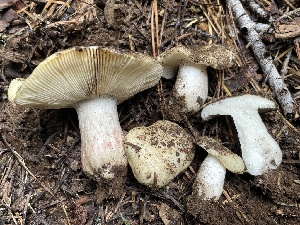  ( - HAY-F-006481)  @11 [ ] by-nc (2023) Damon Tighe Fungal Diversity Survey