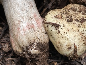  ( - HAY-F-006481)  @11 [ ] by-nc (2023) Damon Tighe Fungal Diversity Survey