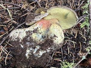  ( - HAY-F-006493)  @11 [ ] by-nc (2023) Damon Tighe Fungal Diversity Survey