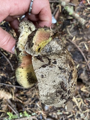  ( - HAY-F-006493)  @11 [ ] by-nc (2023) Damon Tighe Fungal Diversity Survey