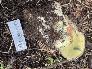  ( - HAY-F-006493)  @11 [ ] by-nc (2023) Damon Tighe Fungal Diversity Survey
