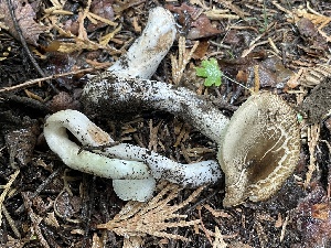  ( - HAY-F-006497)  @11 [ ] by-nc (2023) Damon Tighe Fungal Diversity Survey