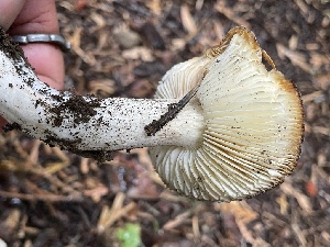  ( - HAY-F-006497)  @11 [ ] by-nc (2023) Damon Tighe Fungal Diversity Survey