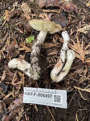  ( - HAY-F-006497)  @11 [ ] by-nc (2023) Damon Tighe Fungal Diversity Survey