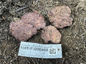  ( - HAY-F-006498)  @11 [ ] by-nc (2023) Damon Tighe Fungal Diversity Survey