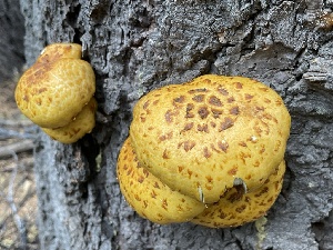  ( - HAY-F-006510)  @11 [ ] by-nc (2023) Damon Tighe Fungal Diversity Survey