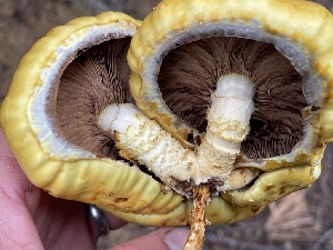  ( - HAY-F-006510)  @11 [ ] by-nc (2023) Damon Tighe Fungal Diversity Survey