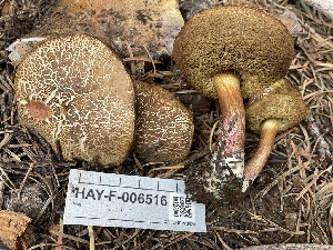  ( - HAY-F-006516)  @11 [ ] by-nc (2023) Damon Tighe Fungal Diversity Survey