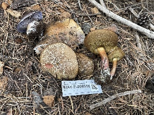  ( - HAY-F-006516)  @11 [ ] by-nc (2023) Damon Tighe Fungal Diversity Survey