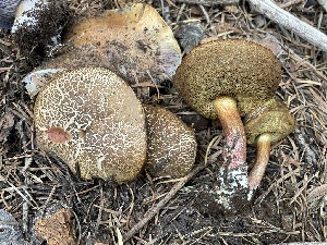  ( - HAY-F-006516)  @11 [ ] by-nc (2023) Damon Tighe Fungal Diversity Survey