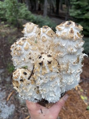  ( - HAY-F-006567)  @11 [ ] by-nc (2023) Damon Tighe Fungal Diversity Survey
