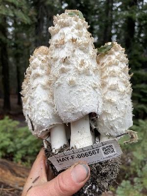  ( - HAY-F-006567)  @11 [ ] by-nc (2023) Damon Tighe Fungal Diversity Survey