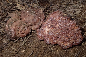  (Hydnotrya sp. CA01 - HAY-F-006498)  @11 [ ] by-nc (2023) Damon Tighe Fungal Diversity Survey