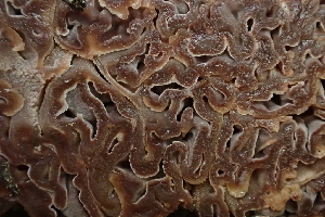  ( - HAY-F-006498)  @11 [ ] by-nc (2023) Damon Tighe Fungal Diversity Survey