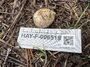  ( - HAY-F-006519)  @11 [ ] by-nc (2023) Damon Tighe Fungal Diversity Survey