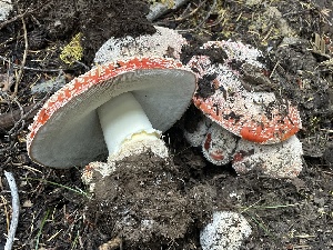  ( - HAY-F-006524)  @11 [ ] by-nc (2023) Damon Tighe Fungal Diversity Survey