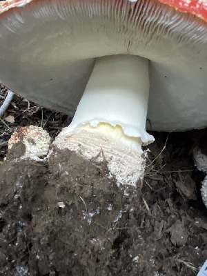  (Amanita muscaria - HAY-F-006524)  @11 [ ] by-nc (2023) Damon Tighe Fungal Diversity Survey