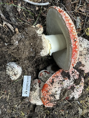  ( - HAY-F-006524)  @11 [ ] by-nc (2023) Damon Tighe Fungal Diversity Survey